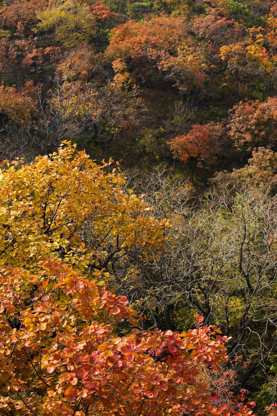 公园,竖图,彩色,室外,白天,旅游,度假,名胜古迹,标志建筑,地标,建筑,北京,中国,亚洲,遗迹,图片,首都,古迹,文物,娱乐,建设,古建筑,树叶,自然,享受,休闲,旅游胜地,放松,竖,摄影,人文景观,中国文化,自然风光,古文明,东亚,香山,海淀区,香山公园,中华人民共和国,北京市,京,北平,华北地区,秋天,彩图,旅行,静宜园,香山红叶,bj174