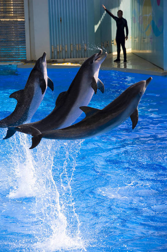 人群,竖图,彩色,室外,白天,旅游,度假,美景,城市风光,城市,海豚,香港,中国,亚洲,行人,游客,游人,表演,图片,景观,娱乐,路人,旅客,海洋馆,海洋公园,享受,休闲,旅游胜地,景色,放松,竖,摄影,观看,海滨,参观,东亚,中华人民共和国,繁荣,发达,过客,海,旅游者,彩图,旅行,bj174