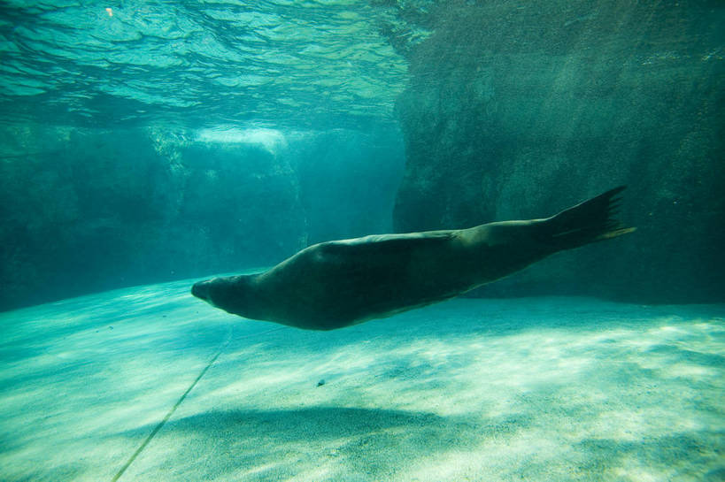 人群,横图,彩色,室内,白天,旅游,度假,美景,城市风光,城市,香港,中国,亚洲,行人,游客,游人,表演,鱼,图片,景观,美丽,娱乐,鱼类,路人,旅客,海洋馆,海洋公园,享受,休闲,旅游胜地,景色,放松,摄影,观看,海滨,参观,东亚,海底动物,中华人民共和国,繁荣,绚丽,发达,过客,海,旅游者,彩图,旅行,bj174