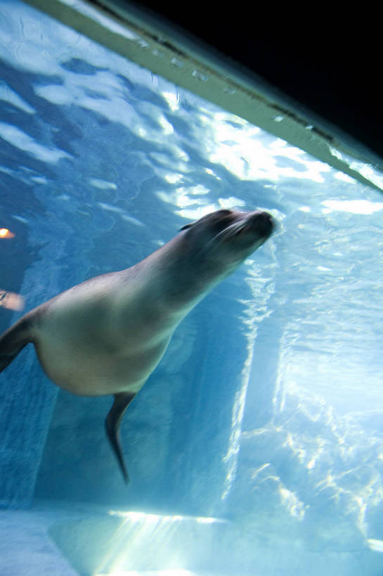 人群,竖图,彩色,室内,白天,旅游,度假,美景,城市风光,城市,香港,中国,亚洲,行人,游客,游人,表演,鱼,图片,景观,美丽,娱乐,鱼类,路人,旅客,海洋馆,海洋公园,享受,休闲,旅游胜地,景色,放松,竖,摄影,观看,海滨,参观,东亚,海底动物,中华人民共和国,繁荣,绚丽,发达,过客,海,旅游者,彩图,旅行,bj174