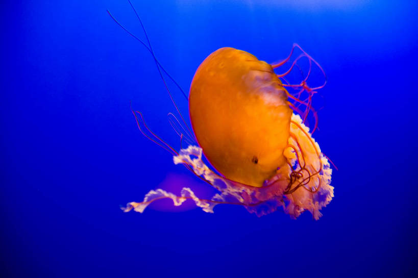 人群,横图,彩色,室内,白天,旅游,度假,美景,城市风光,城市,香港,中国,亚洲,行人,游客,游人,表演,鱼,图片,景观,美丽,娱乐,鱼类,路人,旅客,海洋馆,海洋公园,享受,休闲,旅游胜地,景色,放松,摄影,观看,海滨,参观,东亚,海底动物,中华人民共和国,繁荣,绚丽,发达,过客,海,旅游者,彩图,旅行,bj174