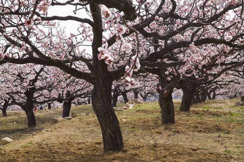 公园,横图,彩色,室外,白天,旅游,度假,草地,桃花,北京,中国,亚洲,花,树,桃树,自然,春天,休闲,旅游胜地,景色,摄影,美好,东亚,中华人民共和国,旅行,bj174