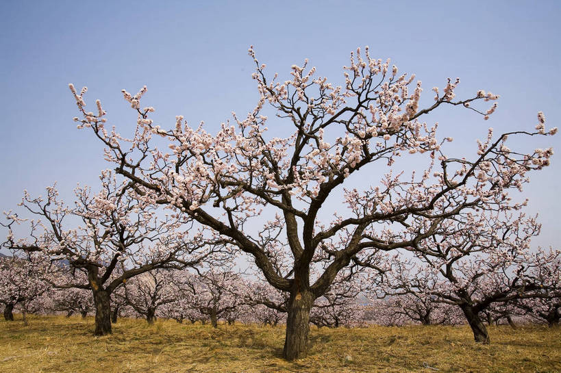 公园,横图,彩色,室外,白天,旅游,度假,草地,桃花,北京,中国,亚洲,花,树,桃树,自然,春天,休闲,旅游胜地,景色,摄影,美好,东亚,中华人民共和国,旅行,bj174