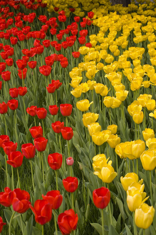 公园,植物园,竖图,彩色,室外,白天,旅游,郁金香,北京,中国,亚洲,鲜艳,景观,花,花卉,鲜花,风景,自然,休闲,展示,景色,可爱,竖,摄影,展览,矗立,美好,美妙,耸立,东亚,中华人民共和国,挺立,旅行,花卉展览,北京植物园,bj174