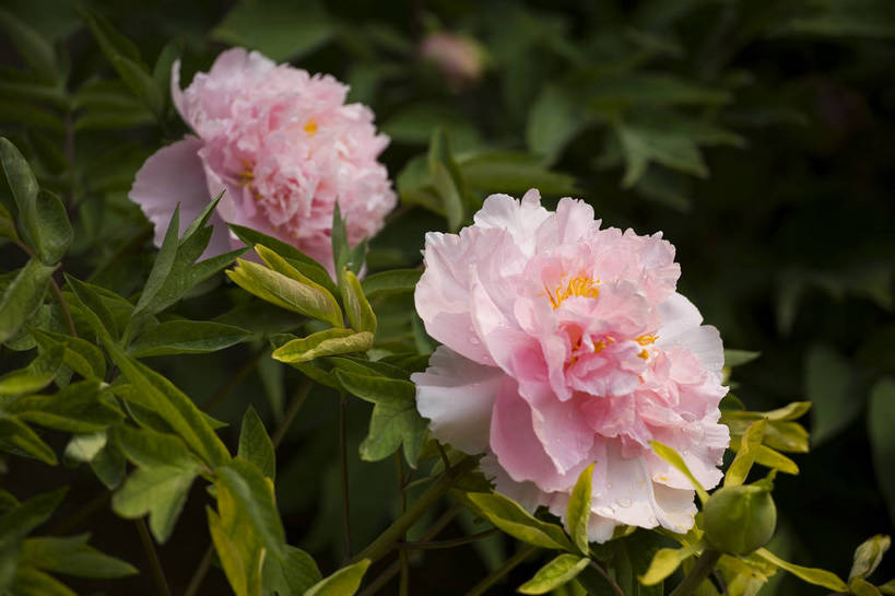 公园,植物园,横图,彩色,室外,特写,白天,旅游,北京,中国,亚洲,鲜艳,景观,花,花朵,花卉,鲜花,风景,自然,休闲,展示,景色,可爱,摄影,展览,美好,美妙,东亚,中华人民共和国,牡丹,旅行,花卉展览,北京植物园,bj174