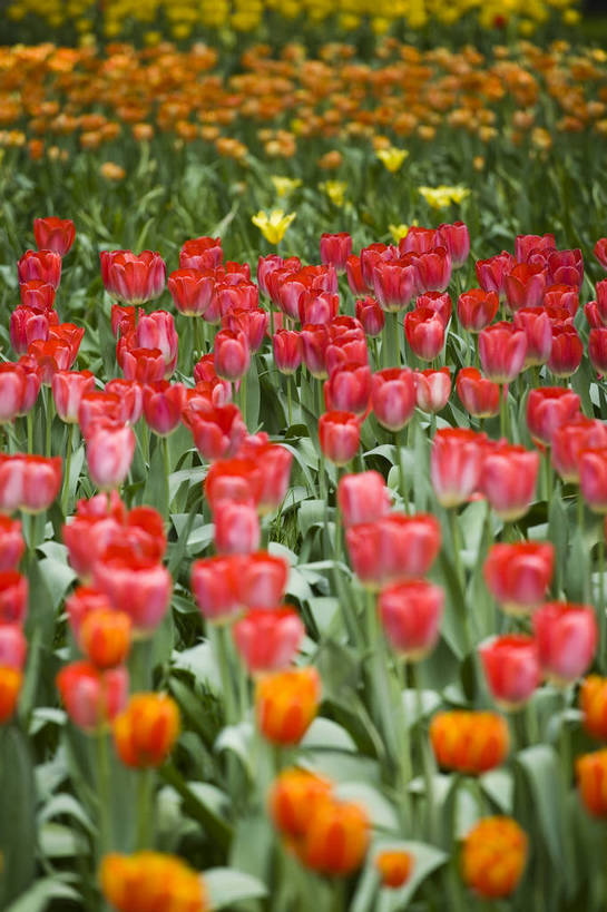 公园,植物园,竖图,彩色,室外,白天,旅游,郁金香,北京,中国,亚洲,鲜艳,景观,花,花卉,鲜花,风景,自然,休闲,展示,景色,可爱,竖,摄影,展览,矗立,美好,美妙,耸立,东亚,中华人民共和国,挺立,旅行,花卉展览,北京植物园,bj174