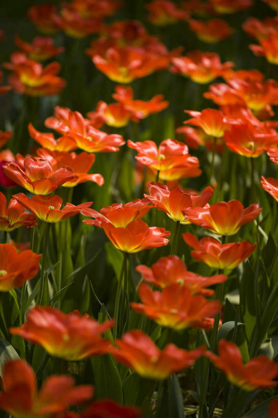 公园,植物园,竖图,彩色,室外,白天,旅游,北京,中国,亚洲,鲜艳,景观,花,花卉,鲜花,风景,自然,休闲,展示,景色,可爱,竖,摄影,展览,矗立,美好,美妙,耸立,东亚,中华人民共和国,挺立,旅行,花卉展览,北京植物园,bj174