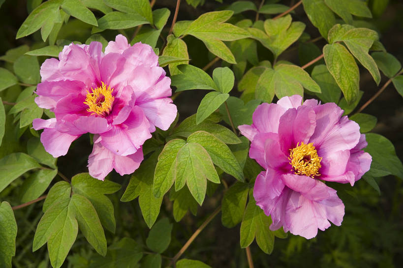 公园,植物园,横图,彩色,室外,特写,白天,旅游,北京,中国,亚洲,鲜艳,景观,花,花朵,花卉,鲜花,风景,自然,休闲,展示,景色,可爱,摄影,展览,美好,美妙,东亚,中华人民共和国,旅行,花卉展览,北京植物园,bj174