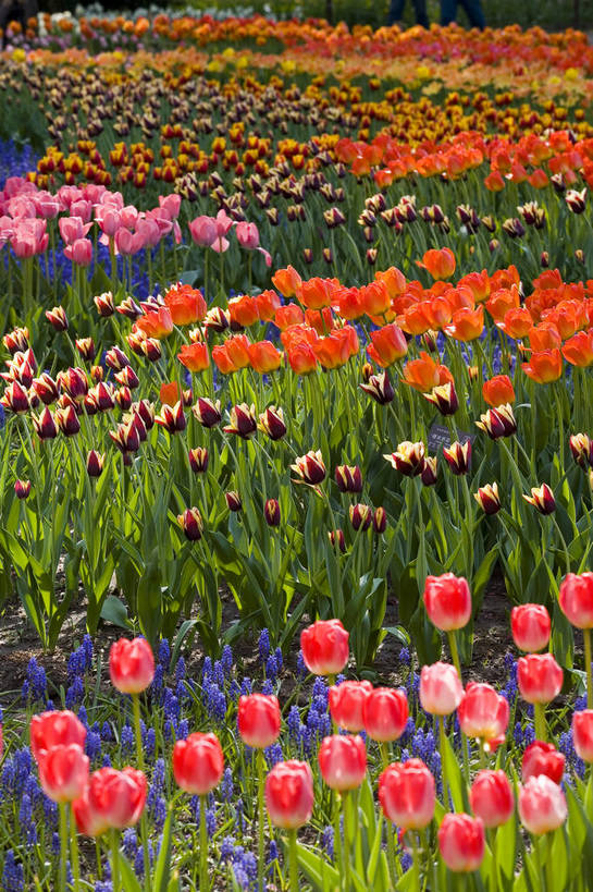 公园,植物园,竖图,彩色,室外,白天,旅游,郁金香,北京,中国,亚洲,鲜艳,景观,花,花卉,鲜花,风景,自然,休闲,展示,景色,可爱,竖,摄影,展览,矗立,美好,美妙,耸立,东亚,中华人民共和国,挺立,旅行,花卉展览,北京植物园,bj174