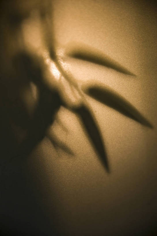 竖图,彩色,特写,纯洁,植物,竹子,北京,中国,亚洲,阴影,局部,艺术,造型,反射,光影,影子,竹叶,光,竹林,竖,摄影,部分,高雅,矗立,耸立,东亚,中华人民共和国,奉献,质朴,正直,挺立,担当,竹,奋进,操守,四君子,岁寒三友,性坚,虚怀,虚心,善群,卓尔,bj174