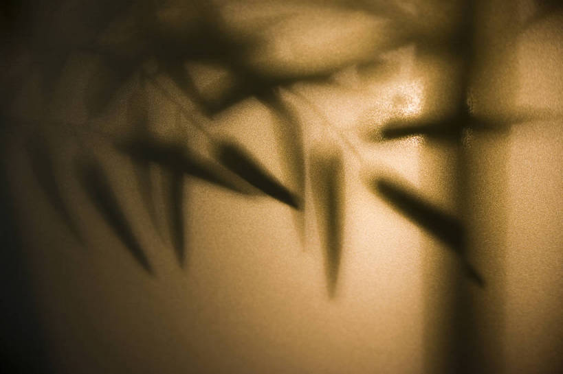 横图,彩色,特写,纯洁,植物,竹子,北京,中国,亚洲,阴影,局部,艺术,造型,反射,光影,影子,竹叶,光,竹林,摄影,部分,高雅,东亚,中华人民共和国,奉献,质朴,正直,担当,竹,奋进,操守,四君子,岁寒三友,性坚,虚怀,虚心,善群,卓尔,bj174