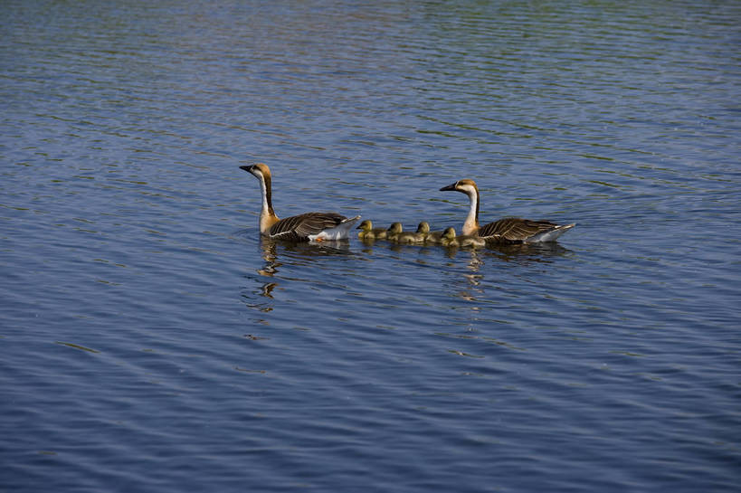 横图,彩色,室外,白天,旅游,度假,草地,草坪,湖,湖泊,名胜古迹,植物,标志建筑,地标,建筑,中国,亚洲,遗迹,民俗,鸭,图片,古迹,文物,娱乐,建设,古建筑,草,绿色,自然,动物,享受,休闲,旅游胜地,景色,放松,摄影,美好,自然风光,野鸭,濒危动物,古文明,东亚,黑龙江,中华人民共和国,齐齐哈尔,保护区,旅行,扎龙自然保护区,草甸,bj174