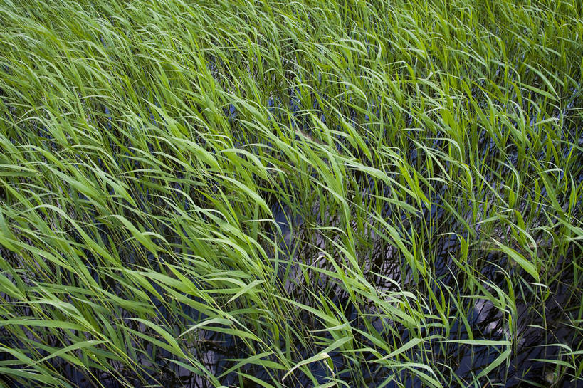 横图,彩色,室外,白天,旅游,度假,草地,草坪,湖,湖泊,名胜古迹,植物,标志建筑,地标,建筑,中国,亚洲,遗迹,民俗,图片,古迹,文物,娱乐,建设,古建筑,草,绿色,自然,享受,休闲,旅游胜地,景色,放松,摄影,美好,自然风光,古文明,东亚,黑龙江,中华人民共和国,齐齐哈尔,保护区,旅行,扎龙自然保护区,草甸,bj174