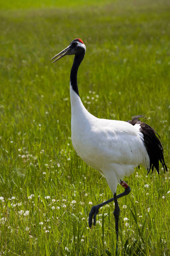 竖图,彩色,室外,特写,白天,旅游,度假,草地,草坪,名胜古迹,植物,标志建筑,地标,建筑,丹顶鹤,中国,亚洲,遗迹,民俗,鹤,图片,古迹,文物,娱乐,建设,古建筑,草,绿色,自然,动物,享受,休闲,旅游胜地,放松,竖,摄影,矗立,美好,自然风光,耸立,濒危动物,古文明,东亚,黑龙江,中华人民共和国,挺立,齐齐哈尔,保护区,旅行,扎龙自然保护区,草甸,bj174