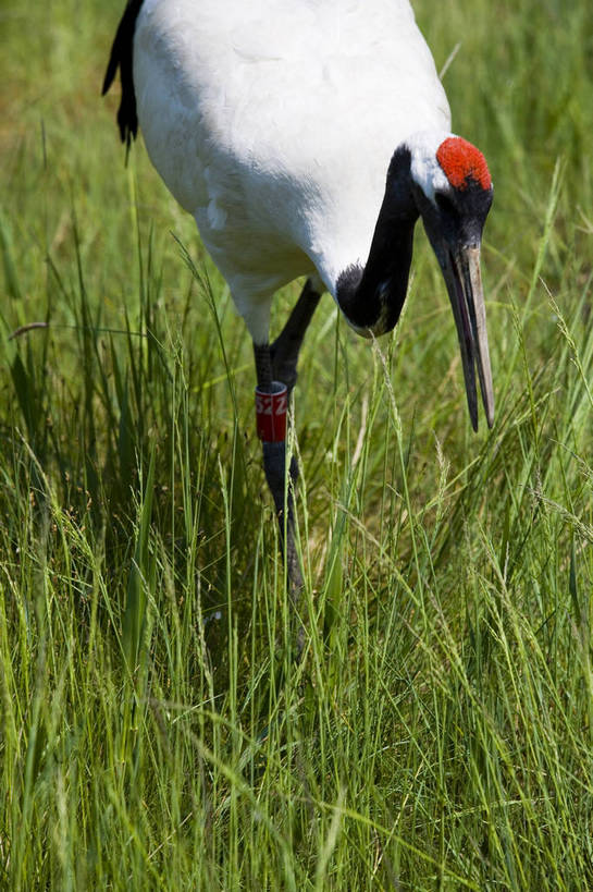 竖图,彩色,室外,特写,白天,旅游,度假,草地,草坪,名胜古迹,植物,标志建筑,地标,建筑,丹顶鹤,中国,亚洲,遗迹,民俗,鹤,图片,古迹,文物,娱乐,建设,古建筑,草,绿色,自然,动物,享受,休闲,旅游胜地,景色,放松,竖,摄影,矗立,美好,自然风光,耸立,濒危动物,古文明,东亚,黑龙江,中华人民共和国,挺立,齐齐哈尔,保护区,旅行,扎龙自然保护区,草甸,bj174