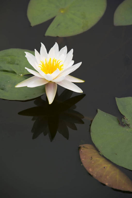 竖图,彩色,室外,特写,白天,植物,中国,亚洲,观赏,水池,荷叶,美丽,花,花朵,花卉,荷花池,自然,竖,摄影,矗立,美好,耸立,东亚,中华人民共和国,挺立,荷花,bj174