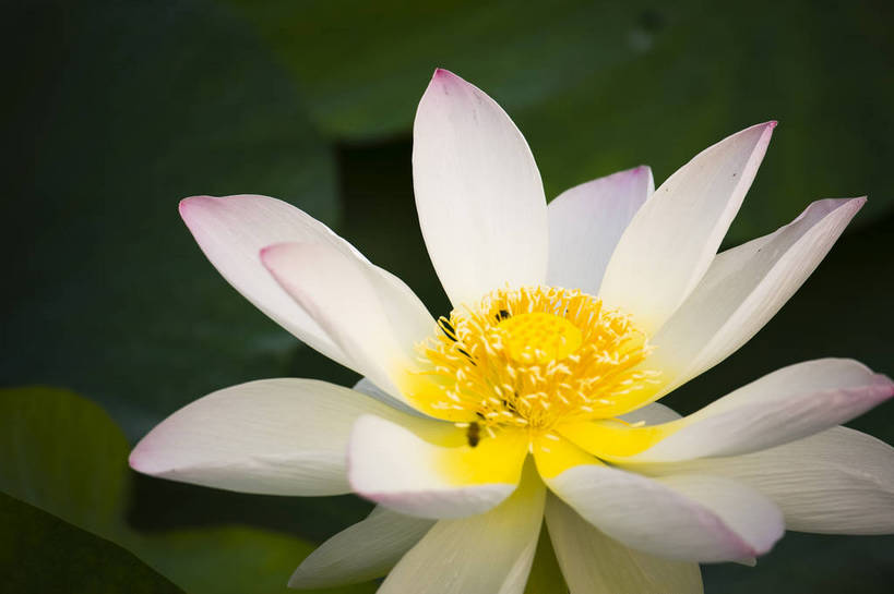 横图,彩色,室外,特写,白天,植物,中国,亚洲,观赏,水池,荷叶,美丽,花,花朵,花卉,自然,摄影,荷塘,美好,东亚,中华人民共和国,荷花,bj174