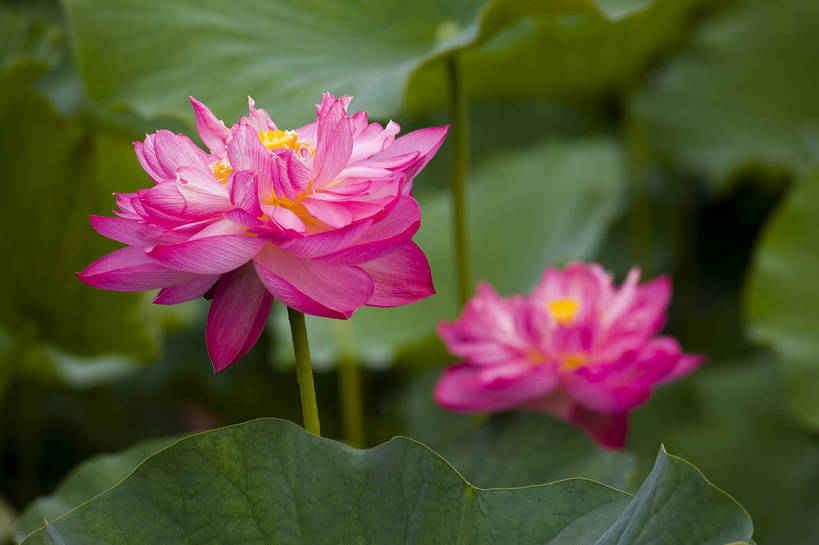 横图,彩色,室外,特写,白天,植物,中国,亚洲,观赏,荷叶,美丽,花,花朵,花卉,自然,摄影,美好,东亚,中华人民共和国,荷花,bj174