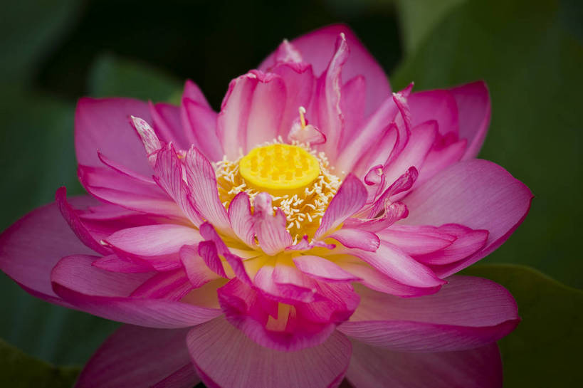 横图,彩色,室外,特写,白天,植物,中国,亚洲,观赏,荷叶,美丽,花,花朵,花卉,自然,摄影,美好,东亚,中华人民共和国,荷花,bj174