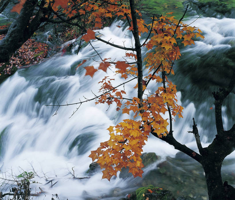 横图,彩色,室外,特写,白天,旅游,度假,名胜古迹,瀑布,树林,溪流,标志建筑,地标,建筑,九寨沟,中国,亚洲,遗迹,景观,红叶,落叶,美丽,古迹,文物,娱乐,建设,古建筑,树木,小溪,自然,享受,休闲,旅游胜地,放松,摄影,美好,近景,古文明,东亚,四川,中华人民共和国,幽静,秋天,旅行,bj174