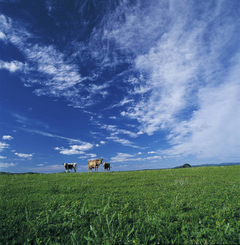 竖图,彩色,室外,白天,旅游,度假,草地,草原,名胜古迹,标志建筑,地标,建筑,牛,坝上,中国,亚洲,放牧,遗迹,景观,云,美丽,古迹,文物,娱乐,建设,古建筑,树,树木,白云,天空,自然,享受,休闲,旅游胜地,放松,竖,摄影,人文景观,矗立,美好,近景,耸立,古文明,东亚,游牧,内蒙古,中华人民共和国,挺立,幽静,夕阳,旅行,bj174