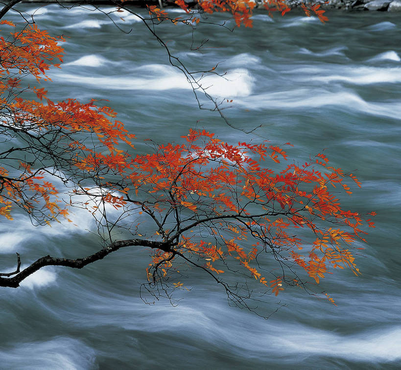 横图,彩色,室外,特写,白天,旅游,度假,名胜古迹,树林,溪流,标志建筑,地标,建筑,九寨沟,中国,亚洲,局部,遗迹,景观,红叶,落叶,美丽,古迹,文物,娱乐,建设,古建筑,树木,自然,溪水,享受,休闲,旅游胜地,放松,摄影,美好,近景,古文明,东亚,四川,中华人民共和国,幽静,秋天,旅行,bj174