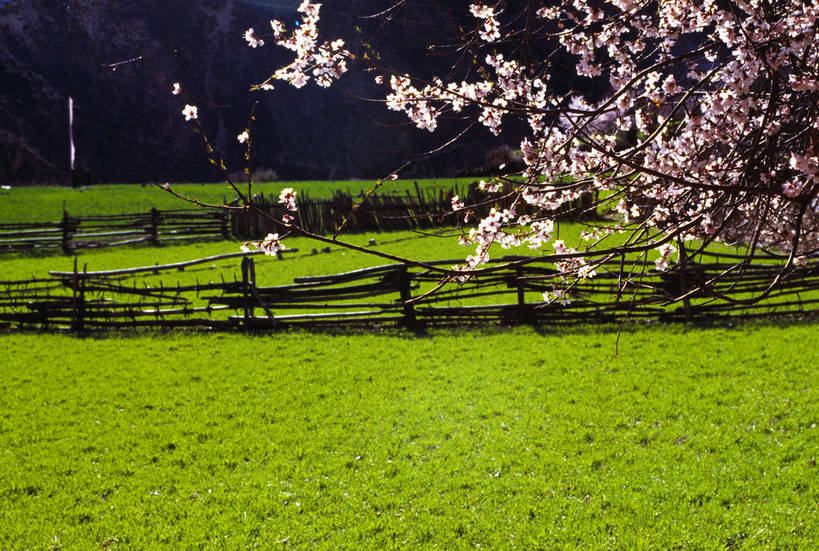 横图,草地,草原,植物,桃花,中国,亚洲,绿色的,西藏,绿色,摄影,环境,生态,东亚,中华人民共和国,彩图,bj174
