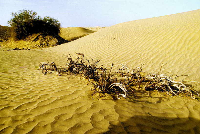 横图,沙漠,中国,亚洲,纹路,枯枝,树木,阳光,金色,摄影,东亚,新疆,中华人民共和国,彩图,bj174