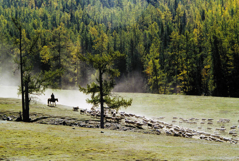 横图,畜牧业,草原,树林,羊,中国,亚洲,放牧,骑马,云雾,牧羊人,东亚,新疆,畜牧,中华人民共和国,牧业,bj174