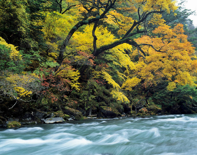 横图,室外,白天,河流,美景,森林,树林,中国,亚洲,景观,自然,金色,景色,竖,摄影,山林,矗立,自然风光,耸立,东亚,四川,中华人民共和国,米亚罗,挺立,秋天,彩图,bj174