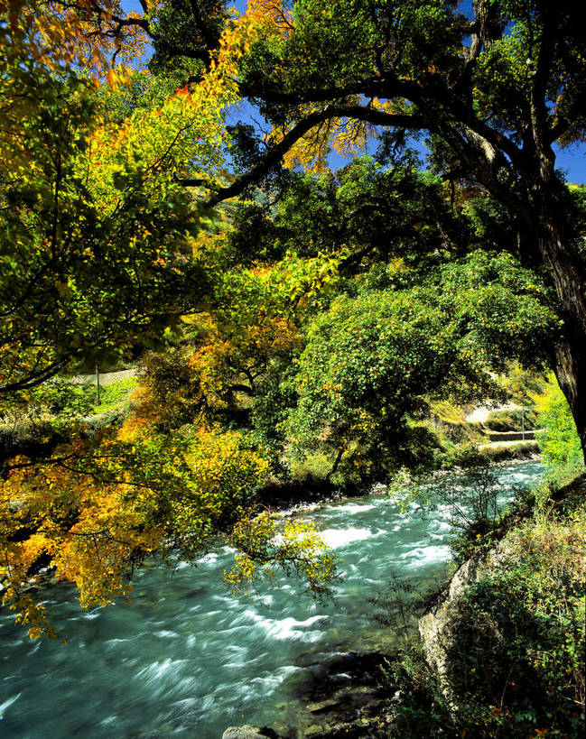 竖图,室外,白天,河流,美景,森林,树林,中国,亚洲,景观,自然,金色,景色,竖,摄影,山林,矗立,自然风光,耸立,东亚,四川,中华人民共和国,米亚罗,挺立,秋天,彩图,bj174