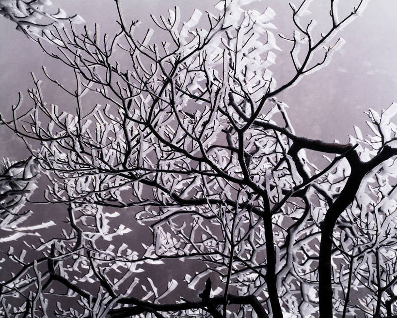 横图,室外,白天,美景,树林,雪,中国,亚洲,景观,乡村,冬季,冬天,下雪,农村,冰冻,树,树木,树枝,自然,景色,竖,摄影,矗立,自然风光,耸立,东亚,中华人民共和国,挺立,彩图,雪乡,东北,bj174