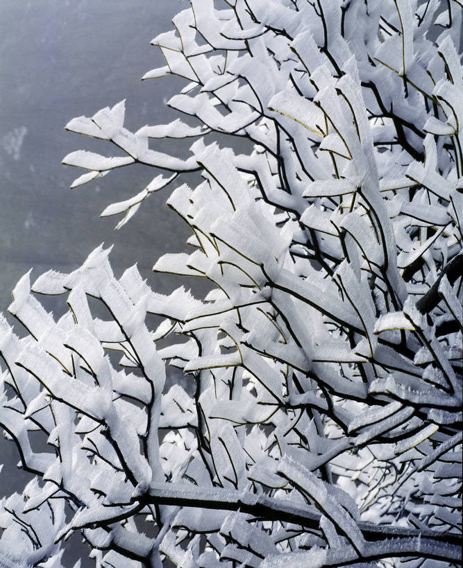 竖图,室外,白天,美景,树林,雪,中国,亚洲,景观,乡村,冬季,冬天,下雪,农村,冰冻,树,树木,树枝,自然,景色,竖,摄影,矗立,自然风光,耸立,东亚,中华人民共和国,挺立,彩图,雪乡,东北,bj174