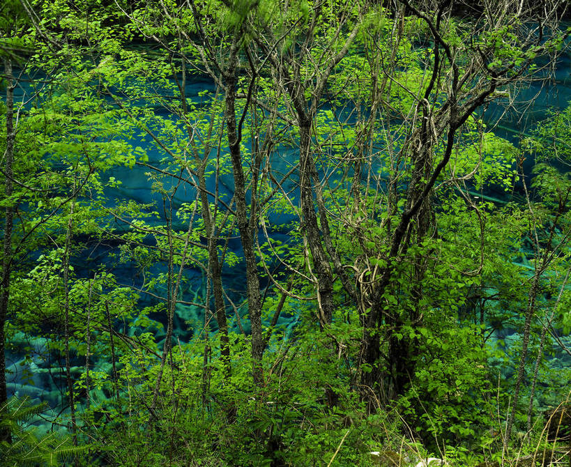 横图,室外,白天,河流,美景,树林,九寨沟,中国,亚洲,景观,绿色的,绿色,自然,景色,摄影,自然风光,东亚,四川,中华人民共和国,彩图,bj174