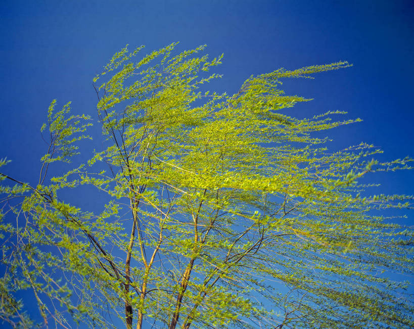横图,美景,森林,树林,中国,亚洲,景观,树木,绿色,蓝天,自然,景色,摄影,山林,自然风光,东亚,中华人民共和国,彩图,bj174