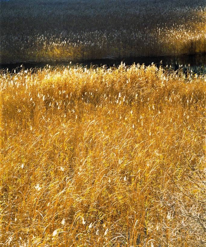 竖图,草地,美景,中国,亚洲,河岸,景观,自然,金色,景色,竖,摄影,矗立,自然风光,耸立,东亚,中华人民共和国,挺立,河,秋天,夕阳,彩图,bj174