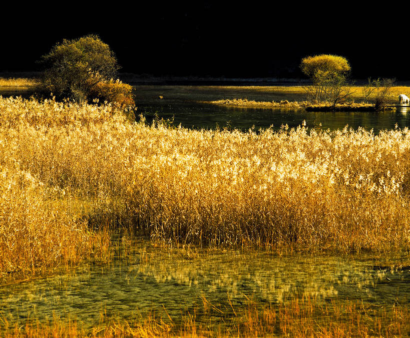 横图,草地,美景,中国,亚洲,河岸,景观,自然,金色,景色,摄影,自然风光,东亚,中华人民共和国,河,秋天,夕阳,彩图,bj174