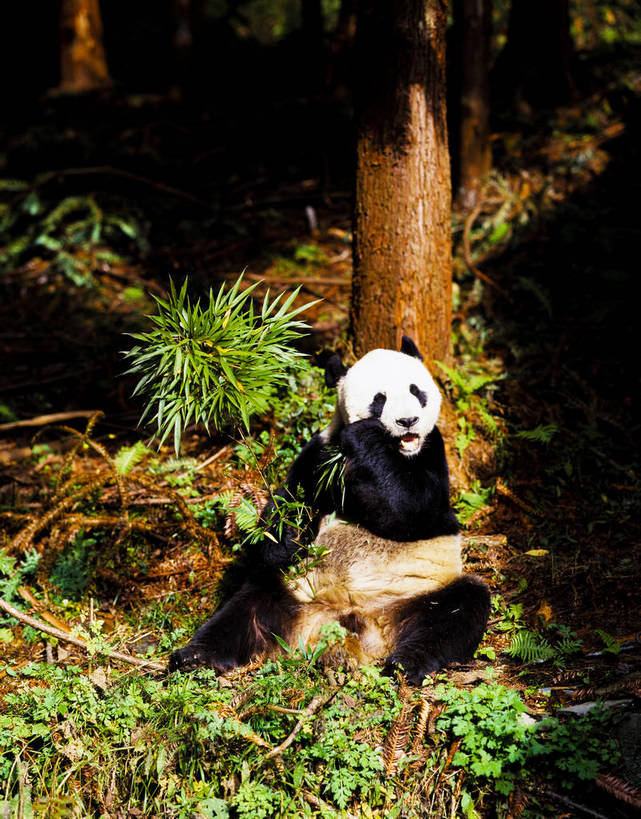 竖图,森林,树林,中国,亚洲,一个,一只,竖,摄影,矗立,耸立,大熊猫,东亚,中华人民共和国,挺立,彩图,卧龙,bj174
