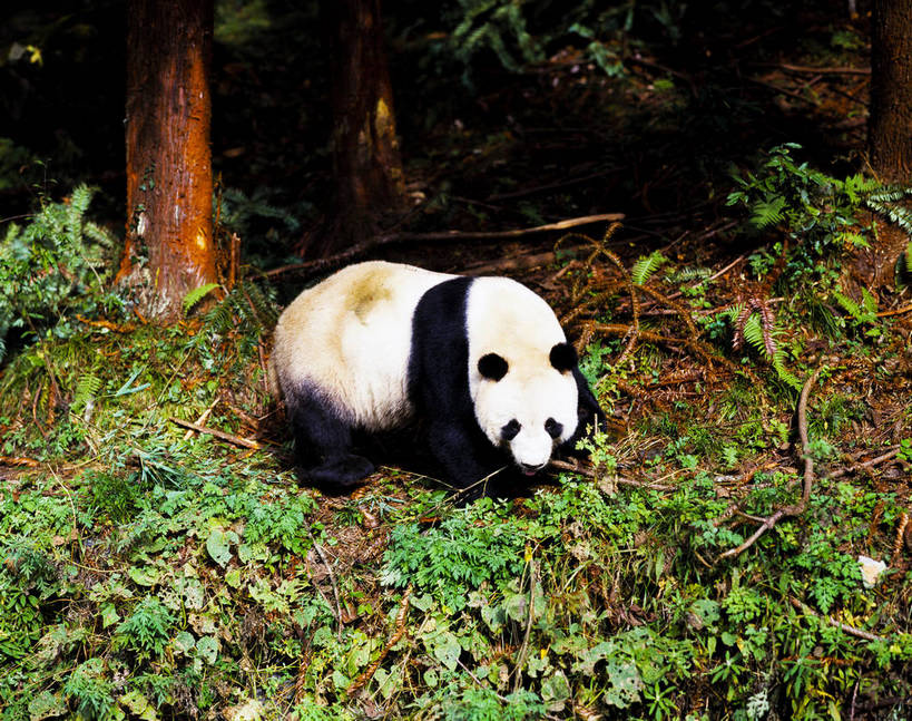 横图,森林,树林,中国,亚洲,一个,一只,摄影,大熊猫,东亚,中华人民共和国,彩图,卧龙,bj174