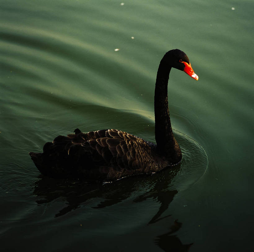 横图,天鹅,中国,亚洲,池塘,水池,一只,竖,摄影,矗立,耸立,东亚,中华人民共和国,挺立,黑天鹅,彩图,bj174