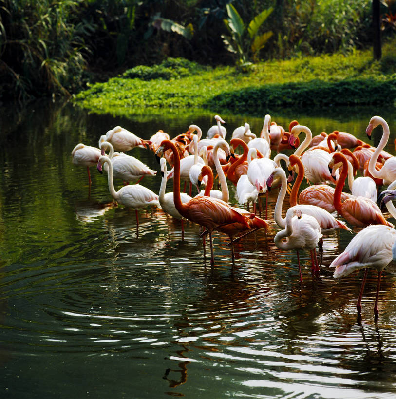 竖图,中国,亚洲,一群,喝水,鹤,河水,河边,红色,白色,竖,摄影,矗立,耸立,东亚,中华人民共和国,挺立,彩图,bj174