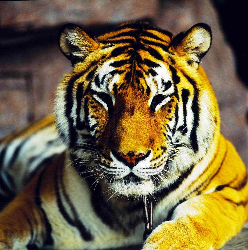 脸,竖图,特写,正面,中国,亚洲,一只,动物,竖,摄影,矗立,近景,耸立,东亚,中华人民共和国,挺立,老虎,彩图,bj174