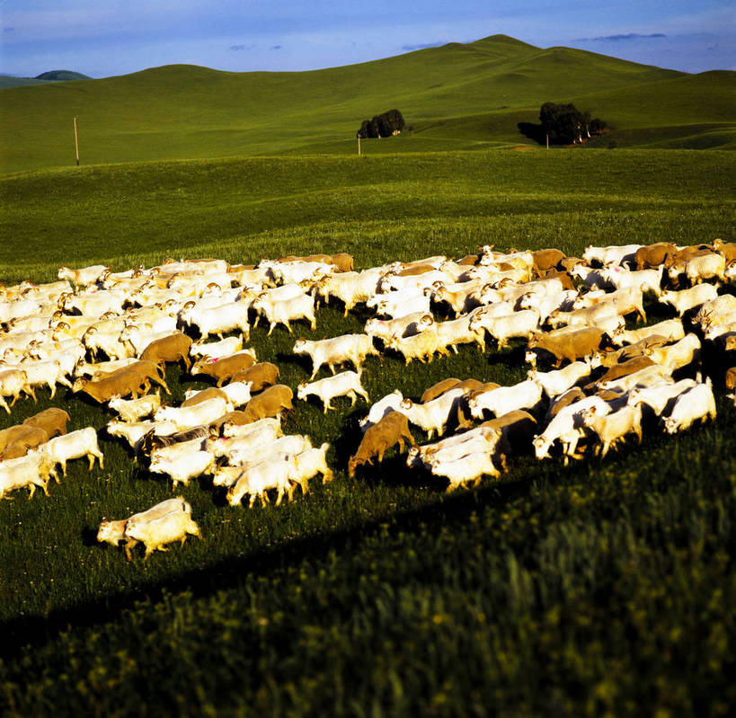 横图,草原,山脉,中国,亚洲,牛群,羊群,蓝天,竖,摄影,矗立,耸立,东亚,中华人民共和国,挺立,彩图,bj174
