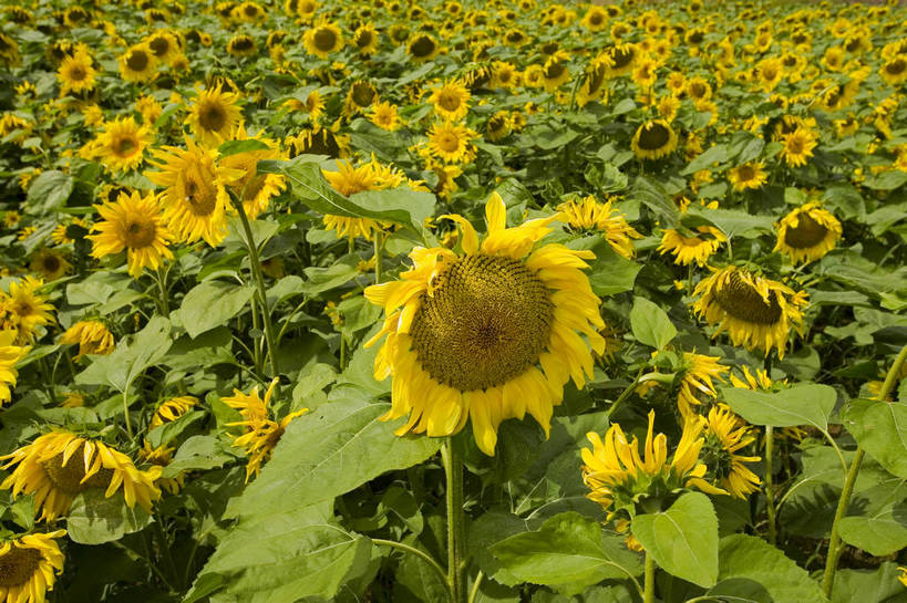 公园,农田,横图,彩色,室外,特写,白天,向日葵,坝上,中国,亚洲,局部,景观,风景,自然,蒙,摄影,自然风光,东亚,内蒙古,中华人民共和国,华北地区,内蒙古自治区,赤峰,赤峰市,葵花,克旗,克什克腾旗,乌兰布通,乌兰布统,乌兰布统乡,克什克腾大草原,克什克腾世界地质公园,内蒙古克什克腾世界地质公园,乌兰布统草原,红山军马场,bj174