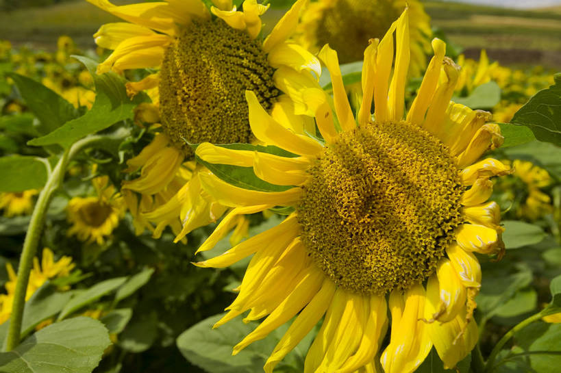 公园,农田,横图,彩色,室外,特写,白天,向日葵,坝上,中国,亚洲,局部,景观,风景,自然,蒙,摄影,自然风光,东亚,内蒙古,中华人民共和国,华北地区,内蒙古自治区,赤峰,赤峰市,葵花,克旗,克什克腾旗,乌兰布通,乌兰布统,乌兰布统乡,克什克腾大草原,克什克腾世界地质公园,内蒙古克什克腾世界地质公园,乌兰布统草原,红山军马场,bj174