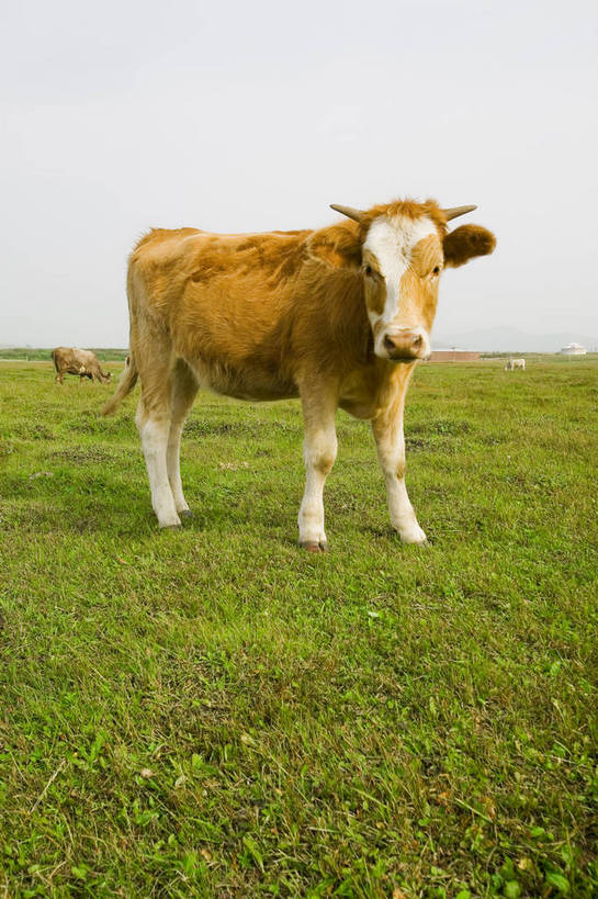公园,竖图,彩色,室外,白天,草地,草原,牛,坝上,中国,亚洲,放牧,景观,绿色,风景,天空,自然,蒙,摄影,自然风光,牧牛,东亚,游牧,内蒙古,中华人民共和国,华北地区,内蒙古自治区,赤峰,赤峰市,克旗,克什克腾旗,乌兰布通,乌兰布统,乌兰布统乡,克什克腾大草原,克什克腾世界地质公园,内蒙古克什克腾世界地质公园,乌兰布统草原,红山军马场,bj174