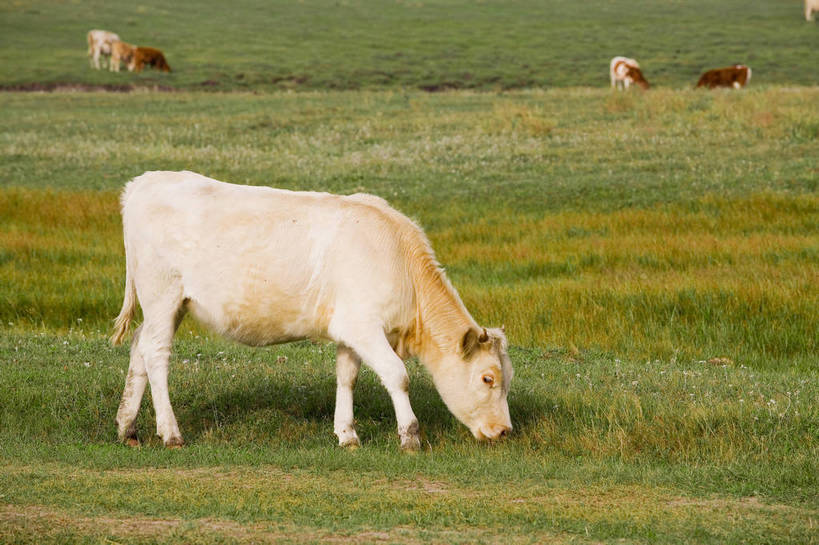 公园,横图,彩色,室外,白天,草地,草原,牛,坝上,中国,亚洲,放牧,景观,绿色,风景,天空,自然,蒙,摄影,自然风光,牧牛,东亚,游牧,内蒙古,中华人民共和国,华北地区,内蒙古自治区,赤峰,赤峰市,克旗,克什克腾旗,乌兰布通,乌兰布统,乌兰布统乡,克什克腾大草原,克什克腾世界地质公园,内蒙古克什克腾世界地质公园,乌兰布统草原,红山军马场,bj174