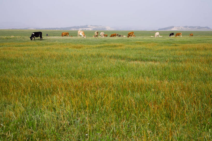 公园,横图,彩色,室外,白天,草地,草原,牛,坝上,中国,亚洲,放牧,景观,绿色,风景,天空,自然,蒙,摄影,自然风光,牧牛,东亚,游牧,内蒙古,中华人民共和国,华北地区,内蒙古自治区,赤峰,赤峰市,克旗,克什克腾旗,乌兰布通,乌兰布统,乌兰布统乡,克什克腾大草原,克什克腾世界地质公园,内蒙古克什克腾世界地质公园,乌兰布统草原,红山军马场,bj174