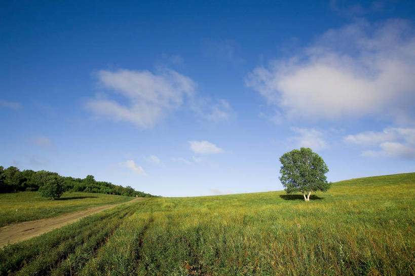 公园,横图,彩色,室外,白天,草地,草原,坝上,中国,亚洲,景观,草,树,绿色,风景,蓝天,天空,自然,一棵树,蒙,摄影,自然风光,东亚,内蒙古,中华人民共和国,华北地区,内蒙古自治区,赤峰,赤峰市,克旗,克什克腾旗,乌兰布通,乌兰布统,乌兰布统乡,克什克腾大草原,克什克腾世界地质公园,内蒙古克什克腾世界地质公园,乌兰布统草原,红山军马场,bj174