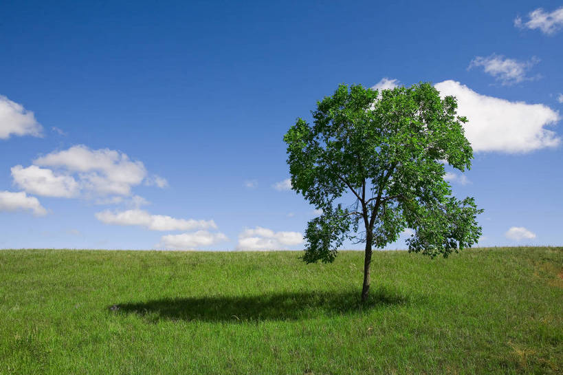 公园,横图,彩色,室外,白天,草地,草原,坝上,中国,亚洲,景观,草,树,绿色,风景,蓝天,天空,自然,一棵树,蒙,摄影,自然风光,东亚,内蒙古,中华人民共和国,华北地区,内蒙古自治区,赤峰,赤峰市,克旗,克什克腾旗,乌兰布通,乌兰布统,乌兰布统乡,克什克腾大草原,克什克腾世界地质公园,内蒙古克什克腾世界地质公园,乌兰布统草原,红山军马场,bj174
